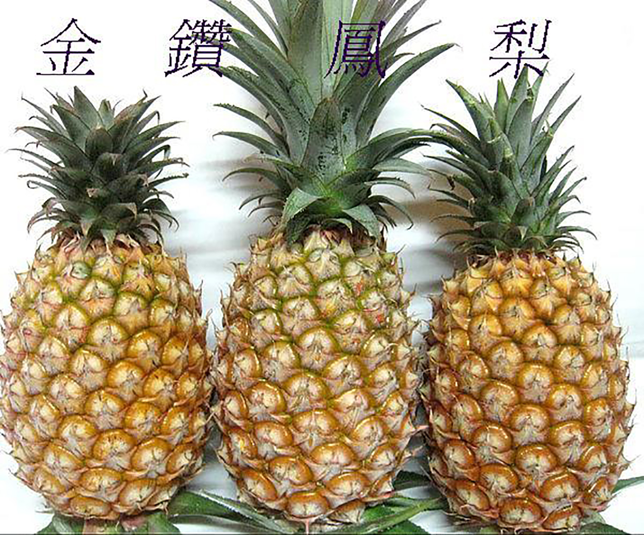 金鑽鳳梨 キンサンパイナップル 販売のお知らせ 株式会社エフオーエル